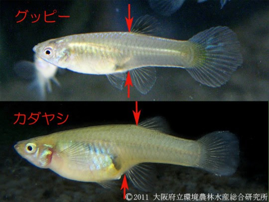 トップ100グッピー 淡水魚 最高の花の画像