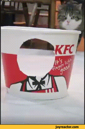 Discover and share the best gifs on tenor. Face Maru Cat Kfc Bucket Gif Gif Animation Animated Pictures Funny Pictures Best Jokes Comics Images Video Humor Gif Animation I Lol D