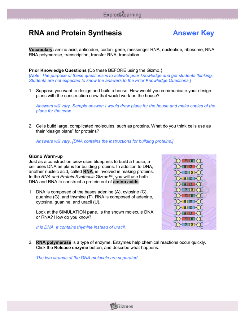 Building dna the gizmo answers will appear on the screen and you can check your work before you submit your work on the gizmo platform. 32 Rna And Protein Synthesis Gizmo Worksheet Answers Worksheet Resource Plans