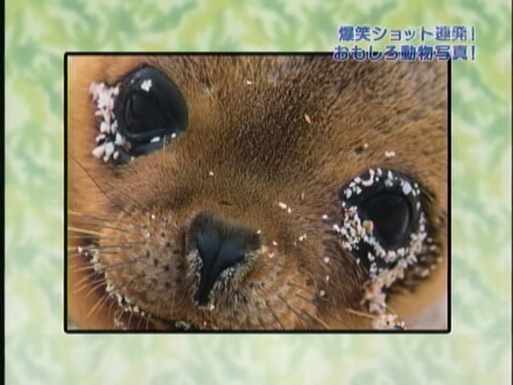 印刷可能 動物 面白い 画像 可愛い 面白い 動物 画像 Saikonomuryomovies