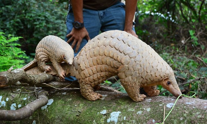 Gambar Hewan  Yang  Ada  Di  Indonesia  Tempat Berbagi Gambar