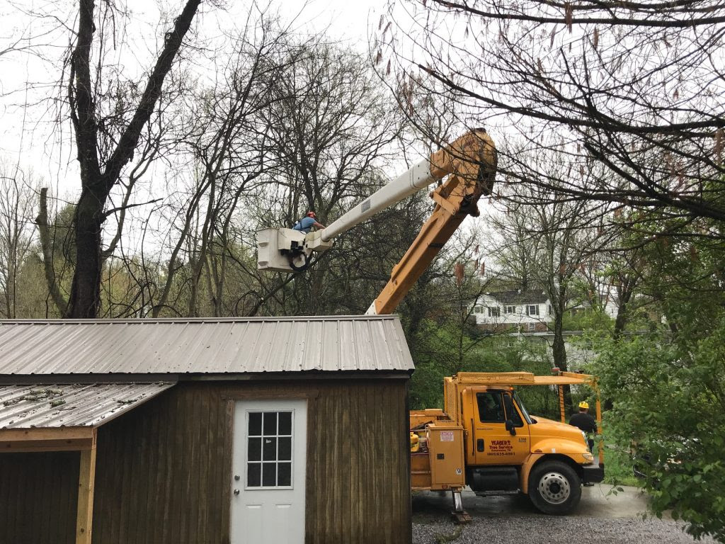 Maybe you would like to learn more about one of these? Professional Tree Service In Knoxville Tn Expertrees Tree Service Knoxville