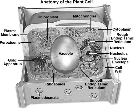 Introduction To Cell