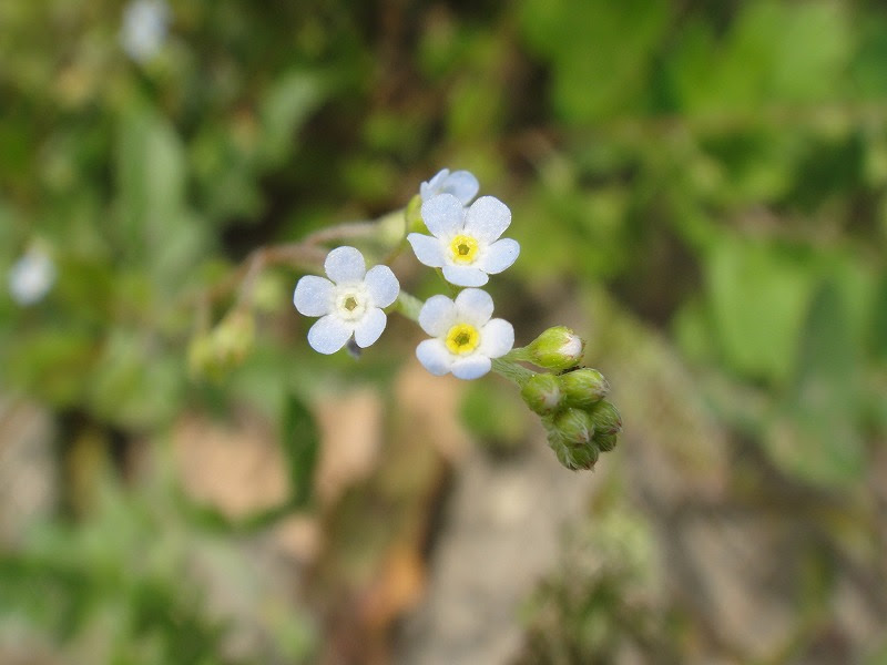 美しい花の画像 最新のhd小さい 花