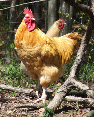 Buff Orpington