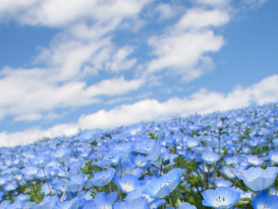 オシャレ 花 壁紙 青 328270-花 壁紙 おしゃれ 青