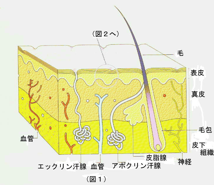 新着わかりやすい 皮膚 構造 イラスト 動物ゾーン