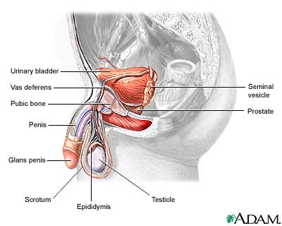 Male and female anatomy complete pack (textured). Technical Issues In Reproductive Health