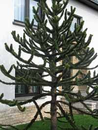 In diesem video seht ihr, wie ich die schmucktanne durch samen vermehrt. Araucaria Araucana Andentanne Chilenische Schmucktanne Araukarie Pflege