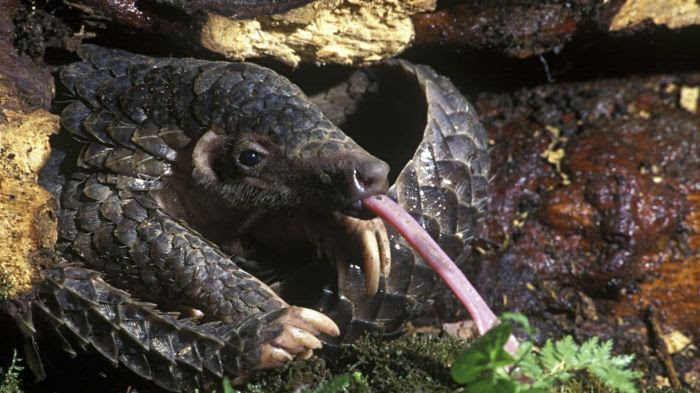 Pangolin malais