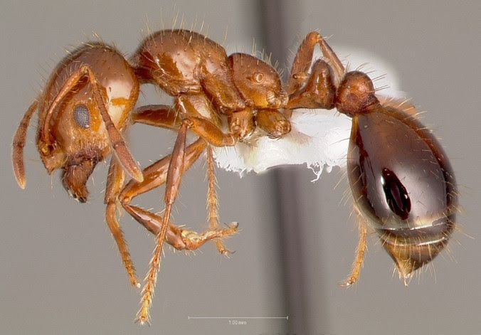 Red Imported Fire Ants In Merced And Stanislaus County Almond Orchards Sjv Trees And Vines When people refer to fire ants, they're typically talking about the red imported fire ant (rifa).