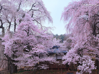 壁紙 しだれ桜 夜 119113