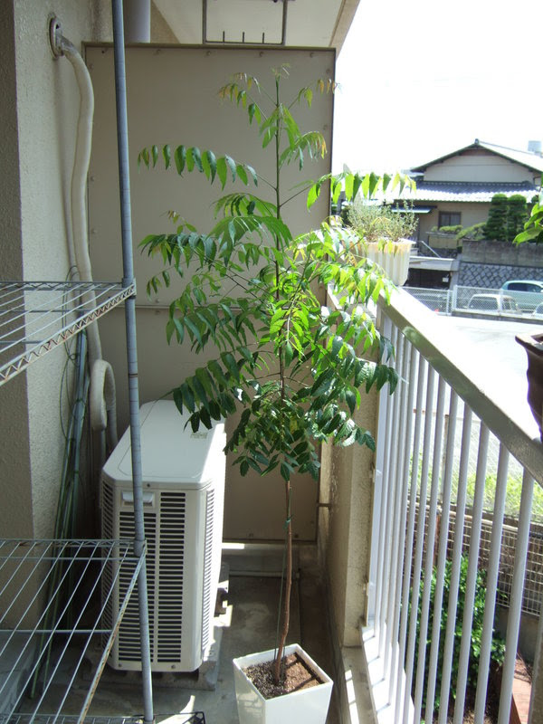 すべてのカタログ 無料印刷可能 ベランダ 菜園 虫