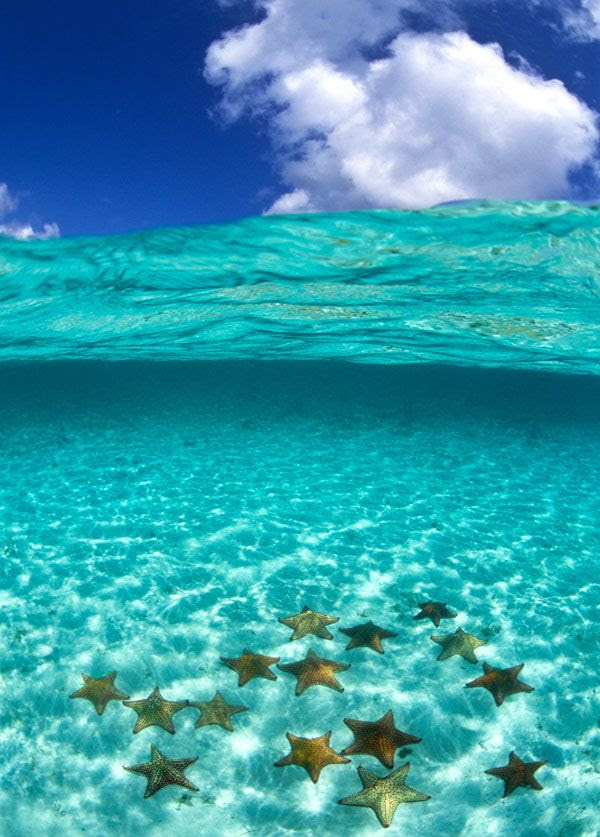 すべての花の画像 上おしゃれ 壁紙 海 画像