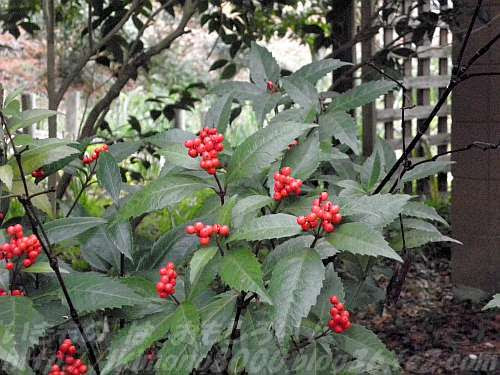 新鮮な赤い実 名前 最高の花の画像