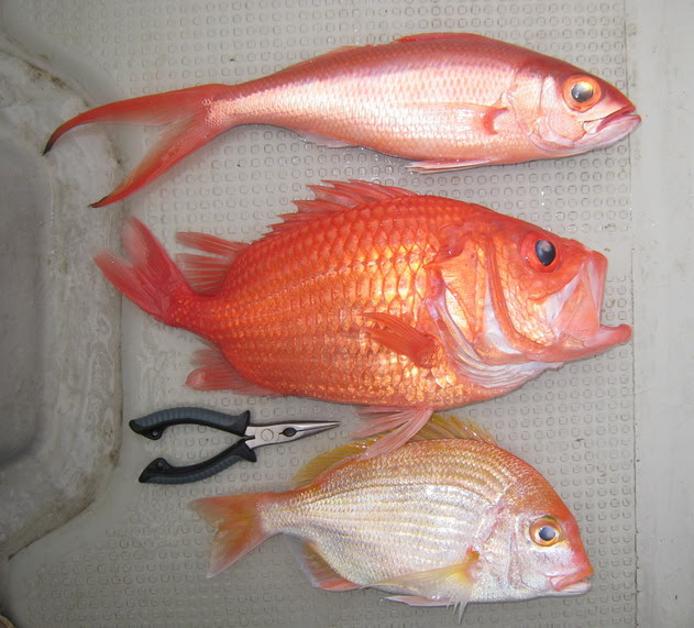50 赤い 魚 すべての魚の画像