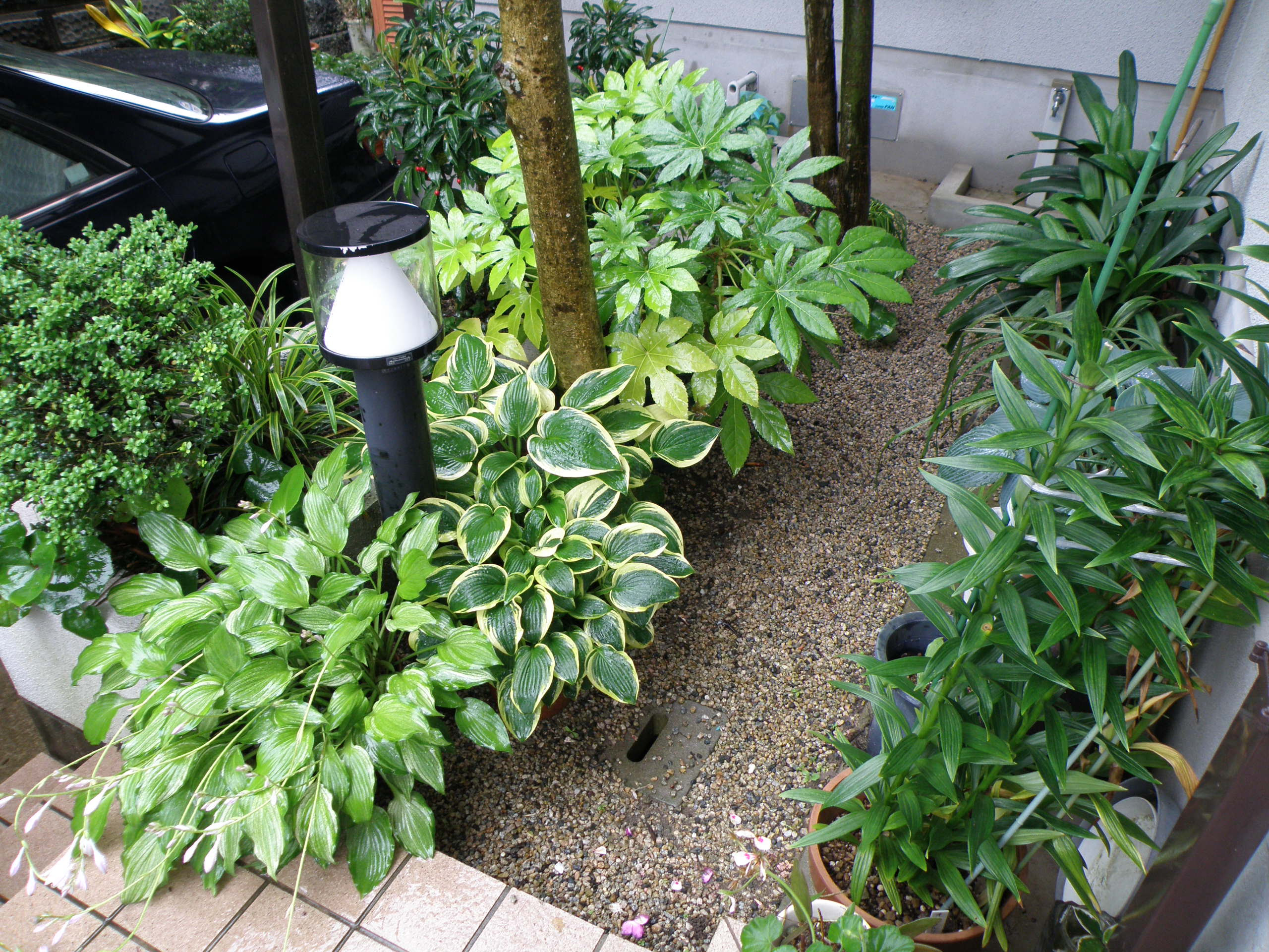 すべての美しい花の画像 最新のhd日陰 植物 庭
