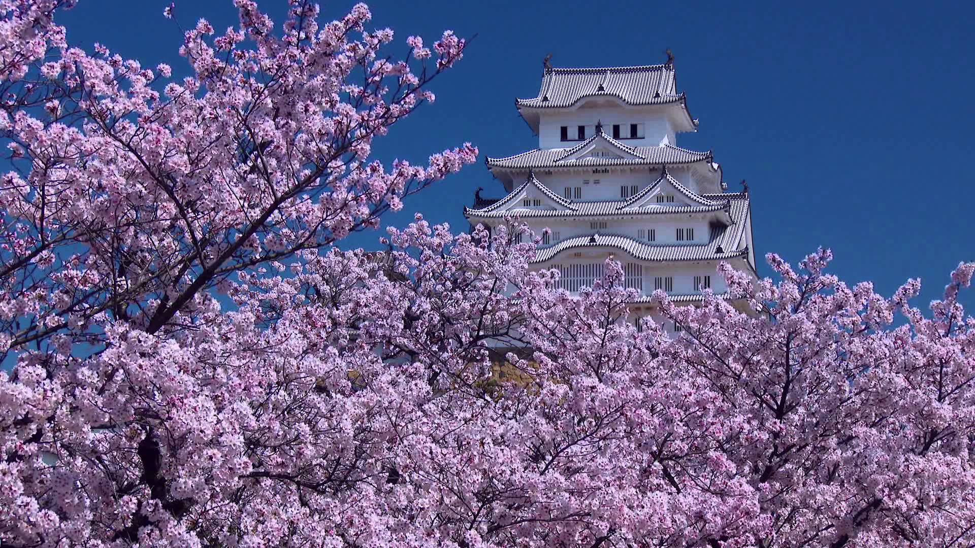 ロイヤリティフリー姫路城 白い 最高の花の画像