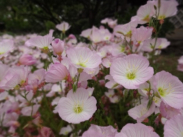 これまでで最高の自由 花 言葉 美しい花の画像