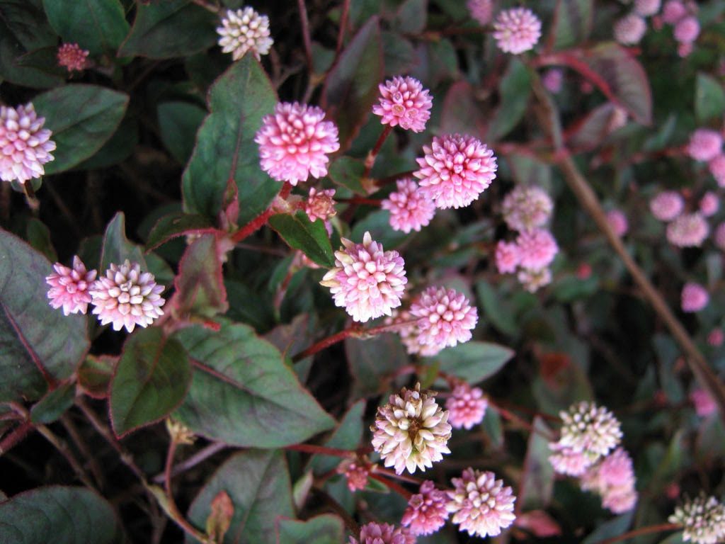 新鮮なピンク 花 丸い 小さい すべての美しい花の画像