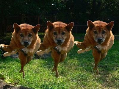 ラブリー面白い 犬 画像 すべての動物画像