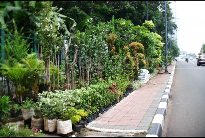 Terbaru Jenis Tanaman  Pinggir  Jalan  Terupdate 