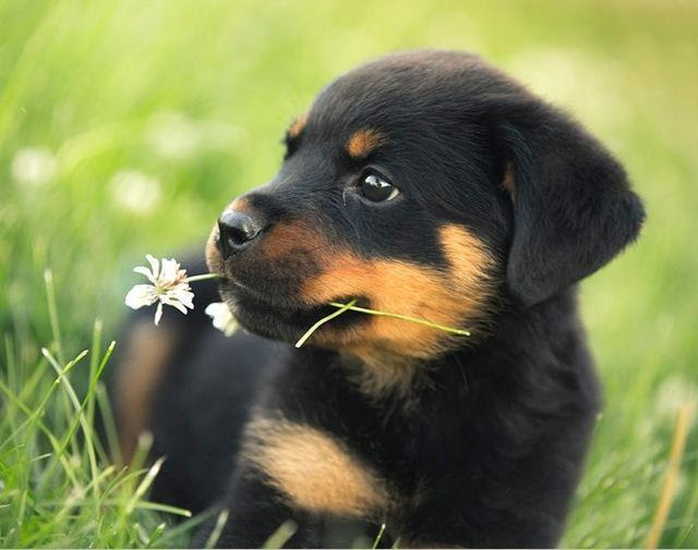 Browse 5,062 rottweiler puppy stock photos and images available, or search for french bulldog or dachshund to find more great stock photos and pictures. 5d Diamond Painting Rottweiler Puppy Kit Bonanza Marketplace