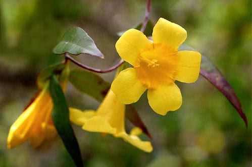 According to the 2018 farm bill, any part of the getting your hands on hemp flower in south carolina is difficult, as we mentioned before, but i heart cbd is. Carolina Jessamine Gelsemium Sempervirens South Carolina S State Flower