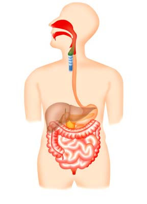 美しい花の画像 トップ100消化 器 イラスト