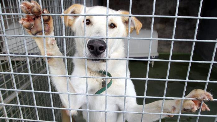 "Certains ne bougent plus, arrêtent de manger, se laissent mourir"... :  les refuges pour animaux disent halte à l'abandon