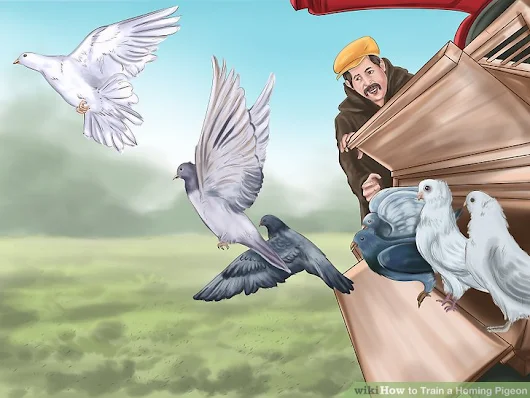 Expert Advice on How to Train a Homing Pigeon - wikiHow