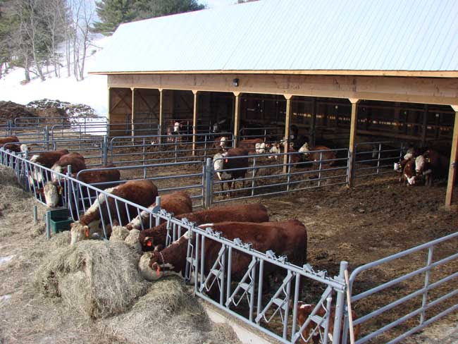 shed design for dairy maria net