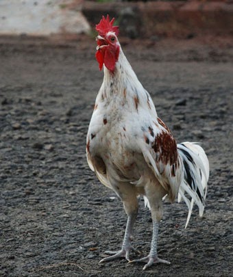 Perbedaan Ayam Kalkun Jantan dan Ayam Kalkun Betina