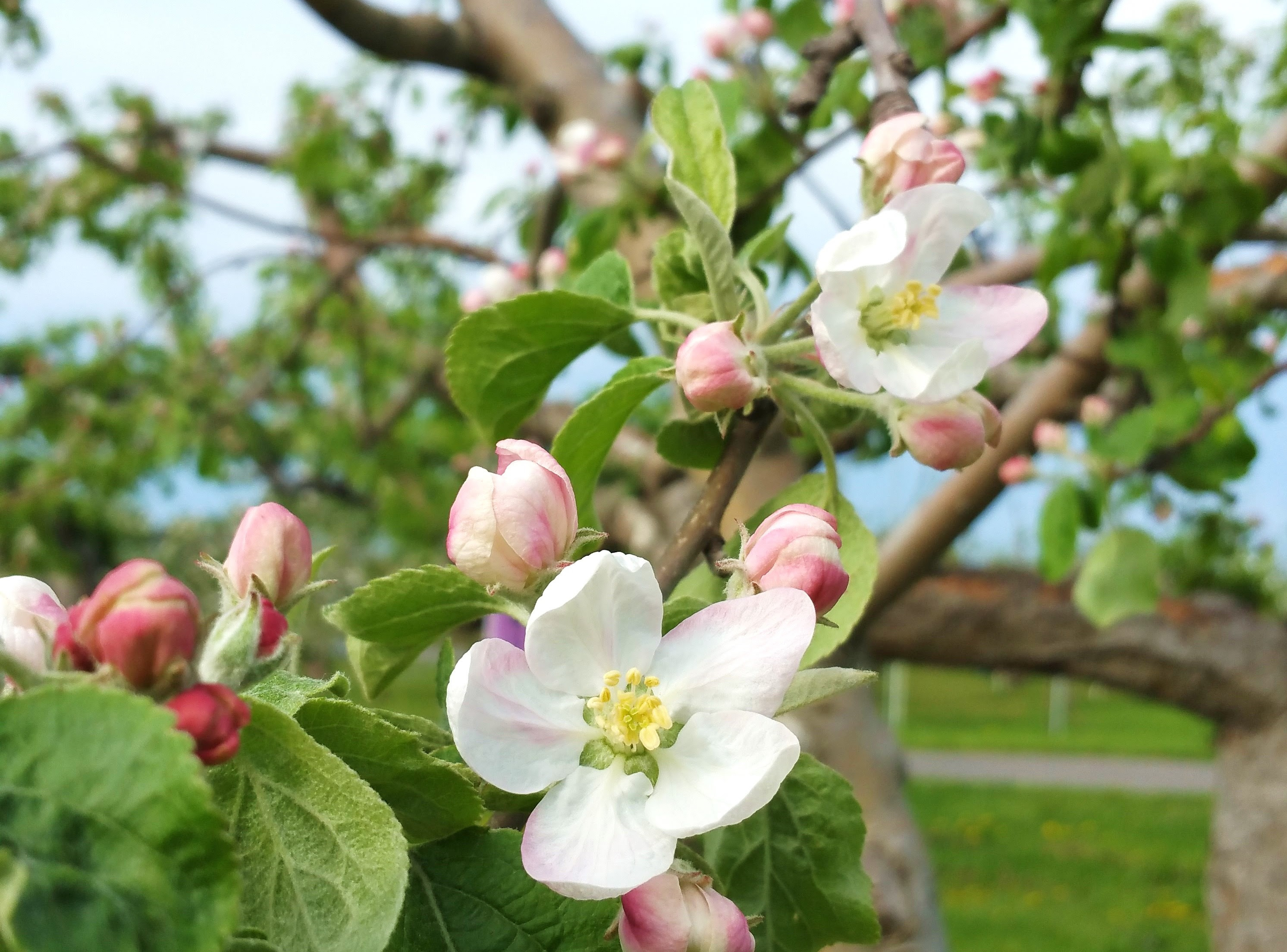すべての美しい花の画像 ベスト50 りんご 花 時期