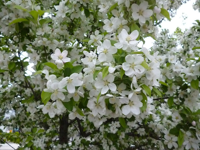 美しい花の画像 ベスト50 りんご 花 時期