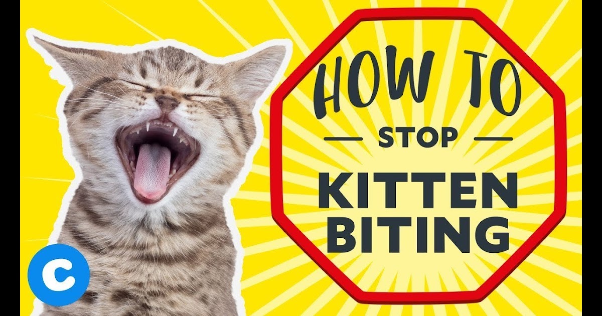 How To Get My Cat To Stop Biting