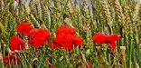 Le coquelicot