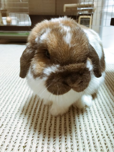 最高のうさぎ 可愛い 写真 無料イラスト集