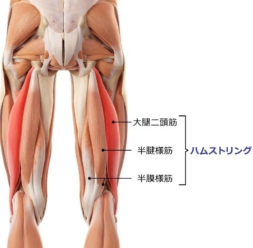 太もも 筋肉 図解 Kasword