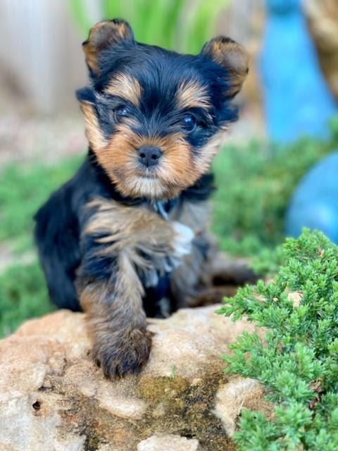 Ask shorkie questions and view photos. Teacup Yorkie Puppies Yorkie Breeder Yorkshires For Sale