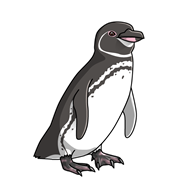 最新のhdケープペンギン フンボルトペンギン 最高の花の画像