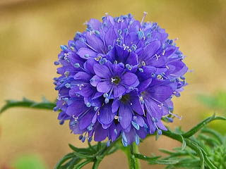 すべての美しい花の画像 エレガントギリア 花