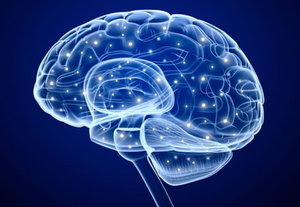 brain5.jpg