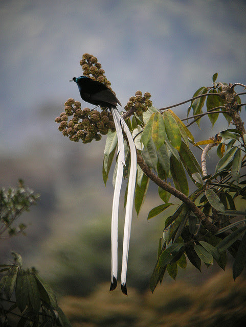 райские птицы, птицы новой гвинеи и австралии, Paradisaeidae, Bird of Paradis