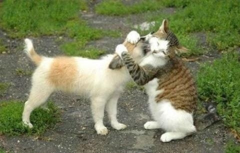動物画像無料 新着ほっこり 画像 動物
