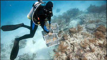 Coral restoration Florida Keys NMS