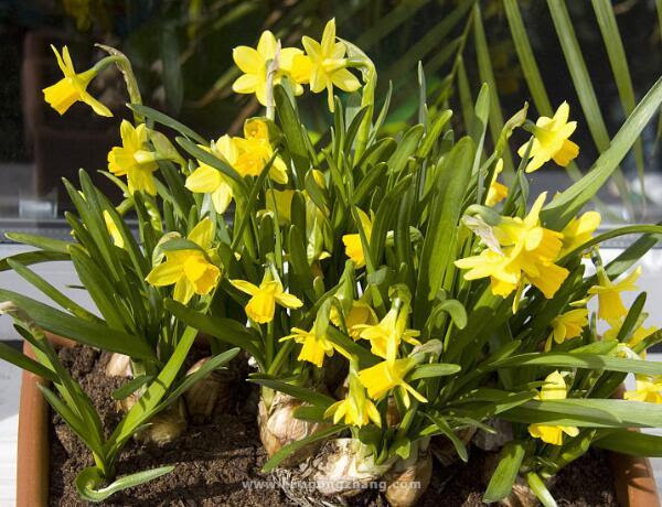 Jozpictsipwp8 Narcissus 水仙花英文