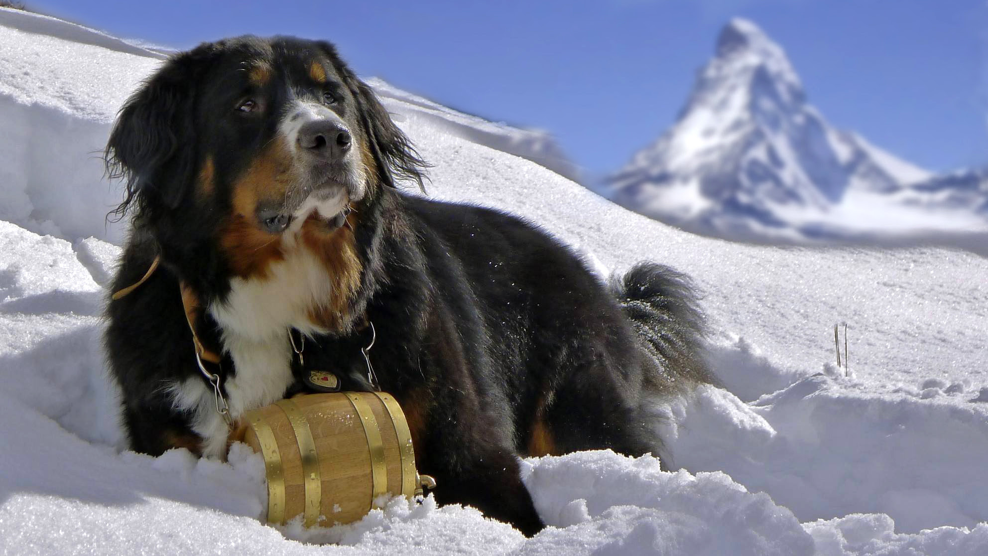 Bernese Mountain Dog Rescue Colorado Petfinder