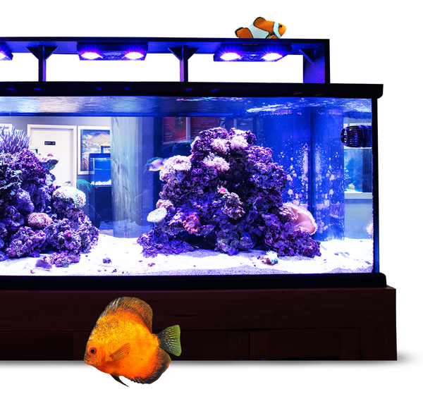 Aquariumfishsale offers the broadest selection of saltwater fish and corals from our three cooperative wholesale aquarium fish partners. Aquatica Your Aquarium Our Passion