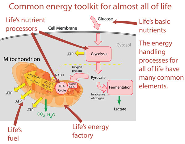 What are two things needed for cellular respiration Cellular Respiration